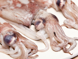 Squid
