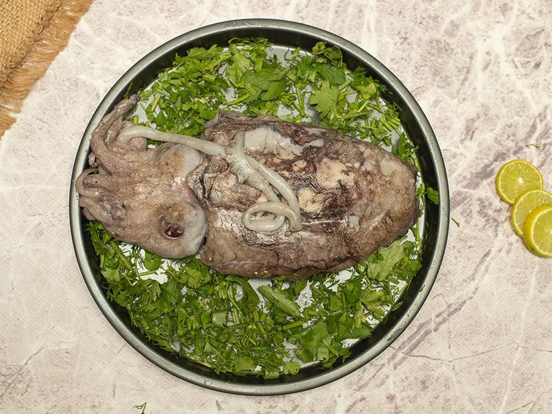 Squid