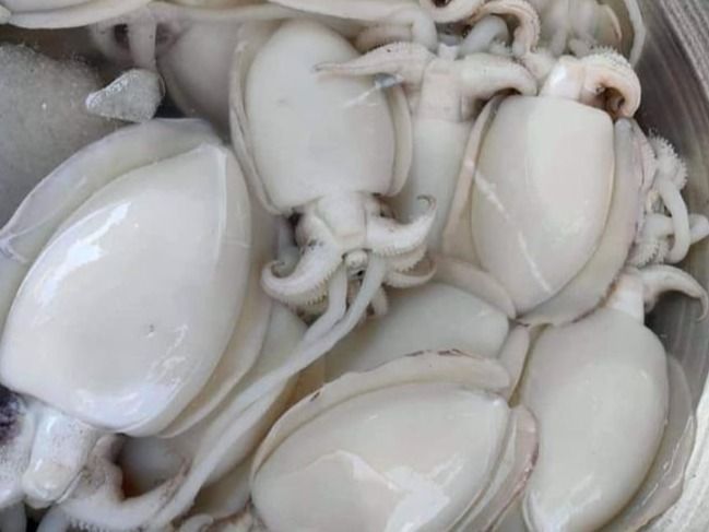 Squid bowl