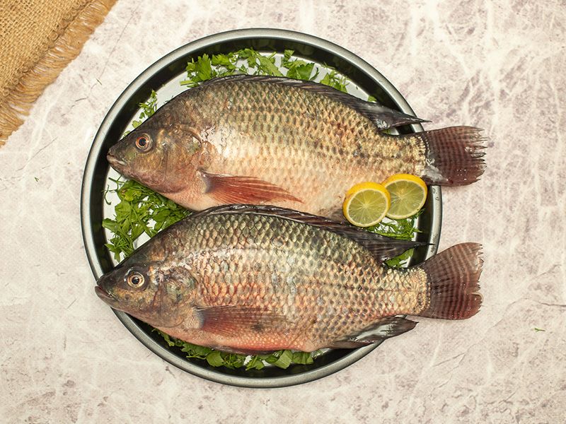 Tilapia Fish