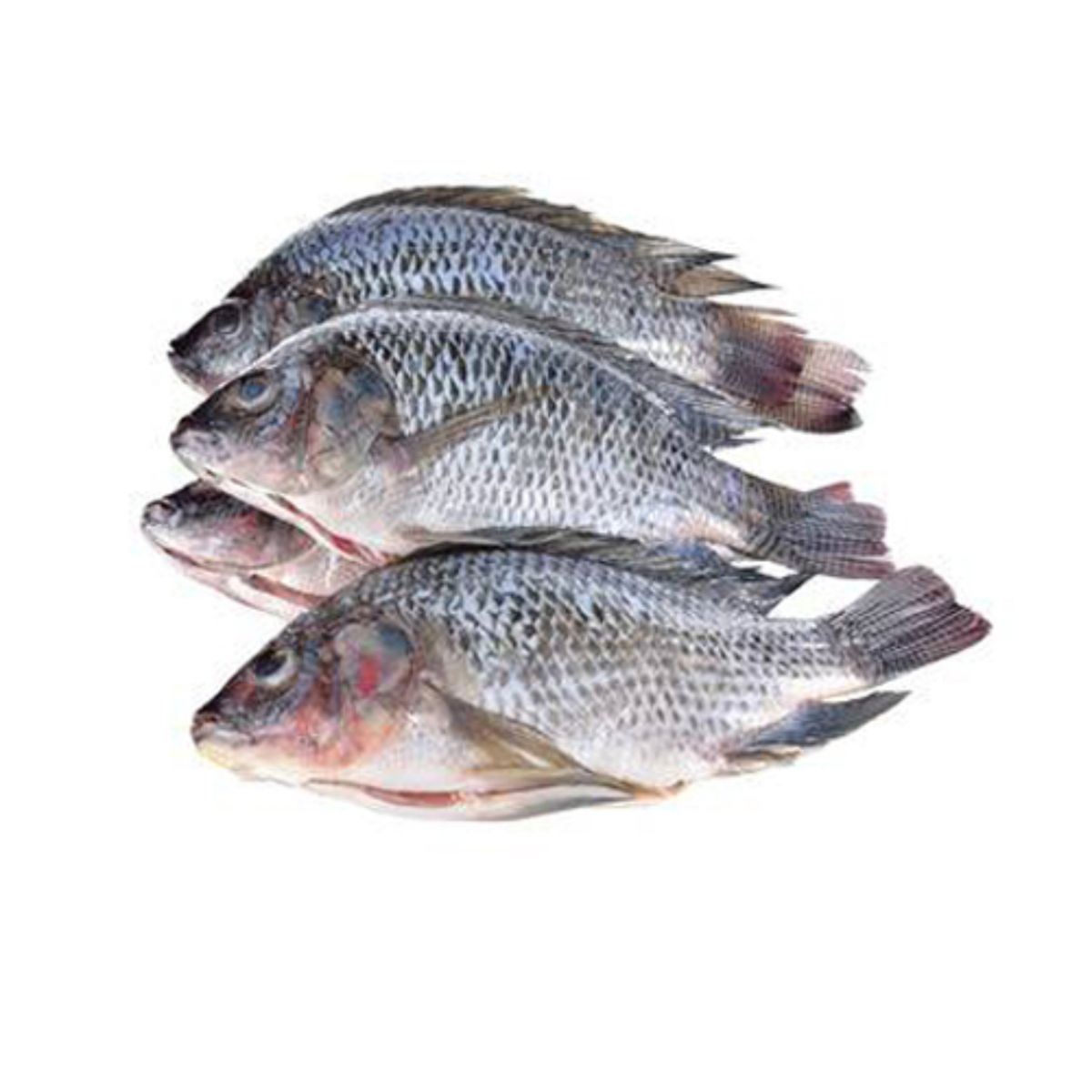 Tilapia Fish Fillet
