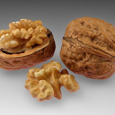 Walnut