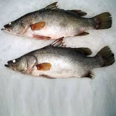 Zander Fish
