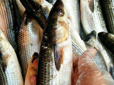 Grey Mullet Fish