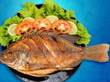 Tilapia Fish