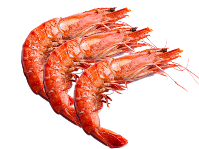Large Shrimp