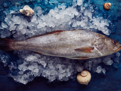 Croaker Fish