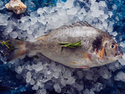 Gilthead Bream Fish
