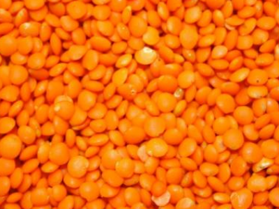 Lentil