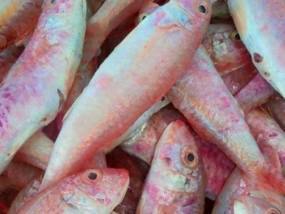 Red Mullet Fish