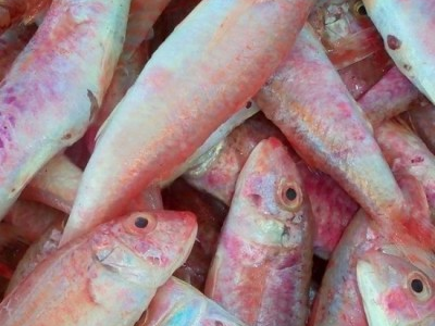 Swiss Sea Bream Fish