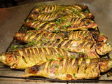 Sea Bass Fish
