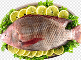 Tilapia Fish