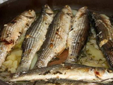 Grilled Grey Mullet Fish