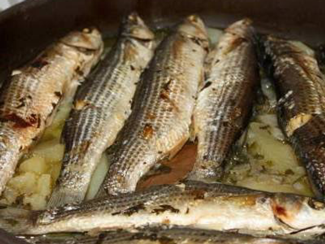 Grilled Grey Mullet Fish