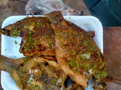 Tilapia Fish