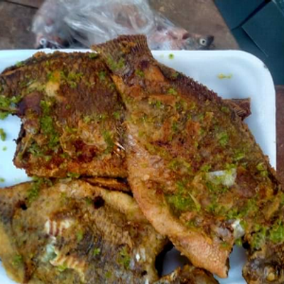 Tilapia Fish