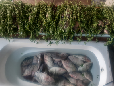 Tilapia Fish - Kilo