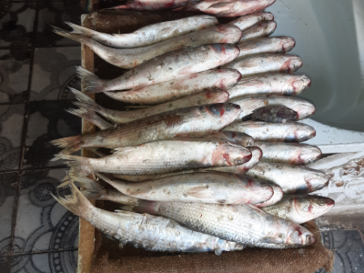 Grey Mullet Fish - Kilo