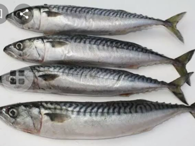 Mackerel Fish - Kilo