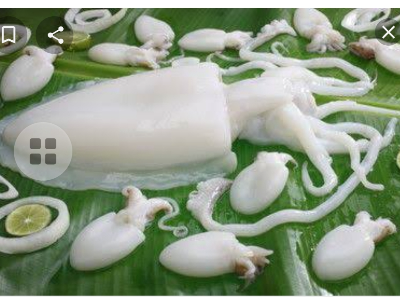 Squid - Kilo