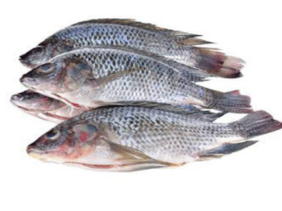 Tilapia Fish Fresh