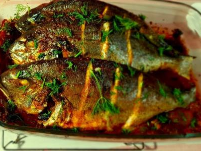 Gilthead Bream Fish