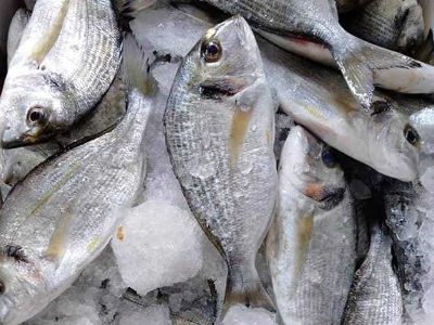 Gilthead Bream Fish