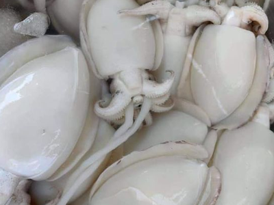 Squid Portion 250 GR