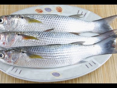 Grey Mullet Fish