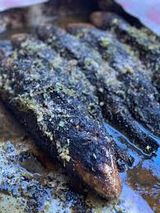 Blue Fish