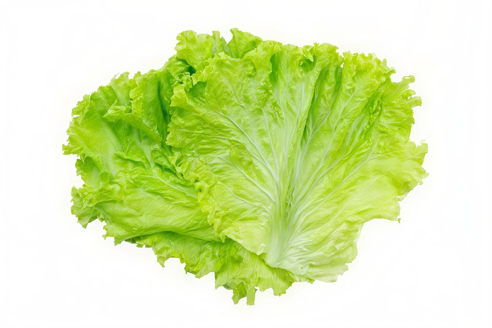 Lettuce