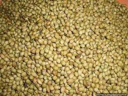 Marinated Coriander Kilo