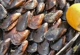 Mussels
