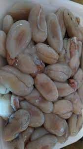 Squid Eggs