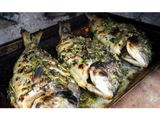 Gilthead Bream Fish - Kilo