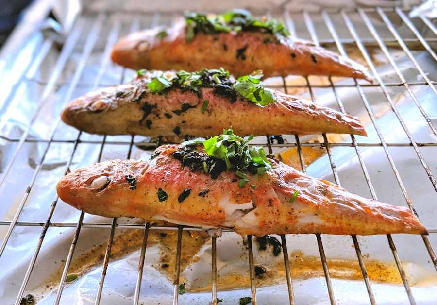 Grey Mullet Fish