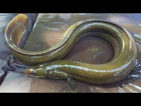 Conger Eel