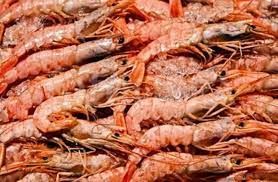 Jumbo Shrimp