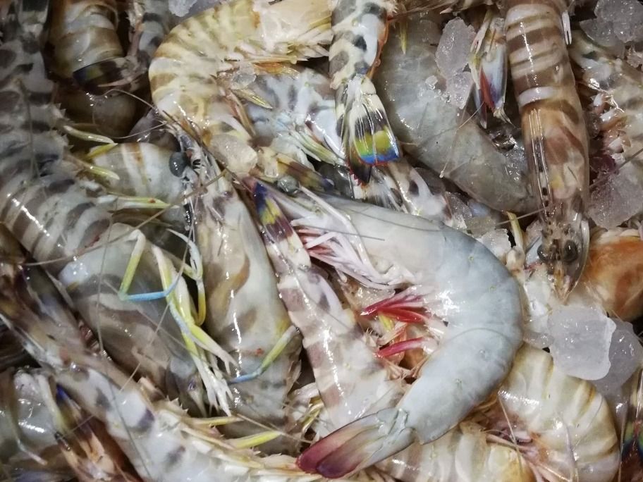 Azazi Shrimp