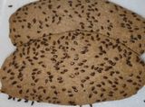 شرائح بذور كتان مشبعه