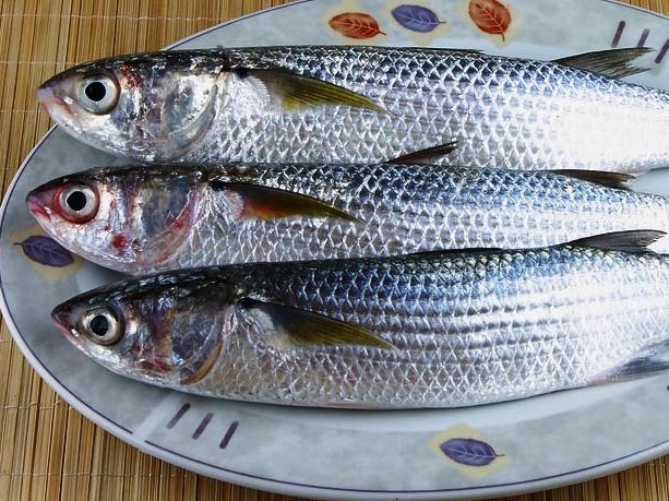 Uncooked Mullet Fish