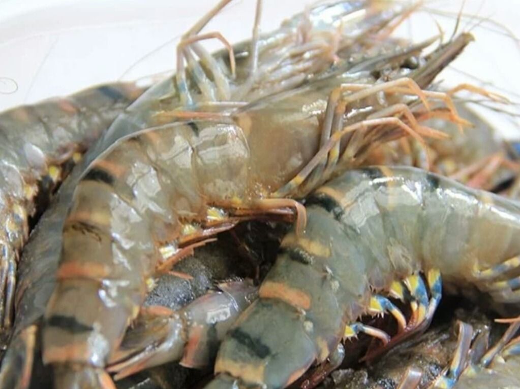 Uncooked Unpeeled Large Shrimp