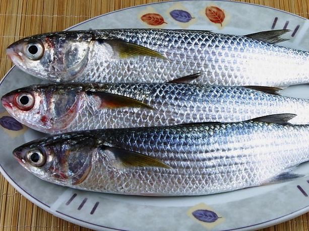 Uncooked Mullet Fish