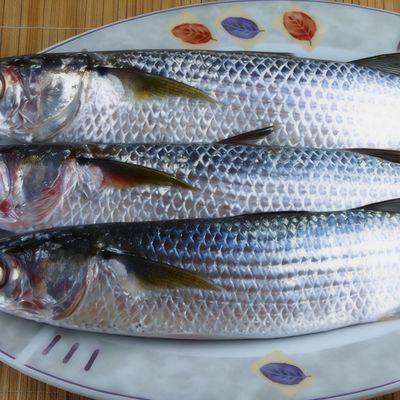 Uncooked Mullet Fish