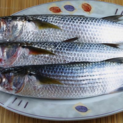 Uncooked Mullet Fish