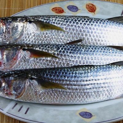 Uncooked Mullet Fish