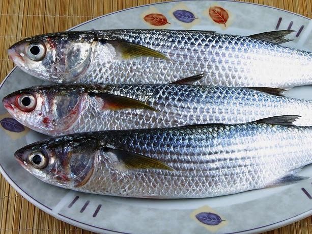 Uncooked Mullet Fish