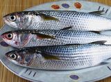 Uncooked Mullet Fish