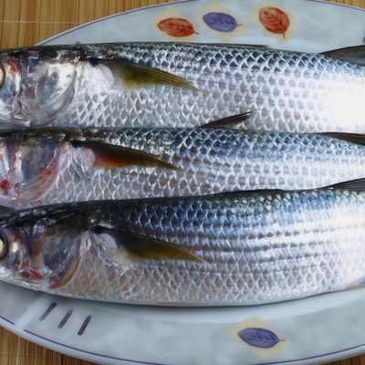 Uncooked Mullet Fish